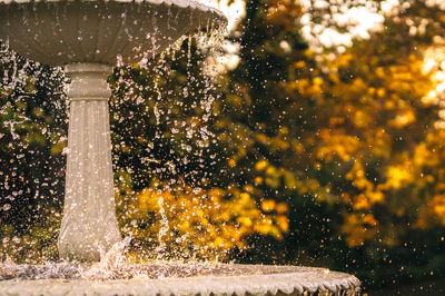 Close-up of water splashing on tree