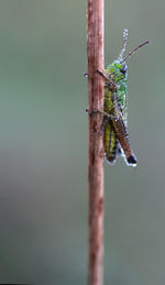 Close-up of tiny green acrididae family grasshopper on a twig