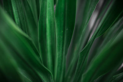 Full frame shot of green plant