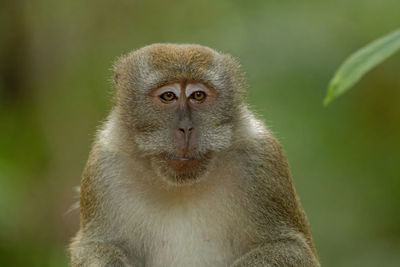 Monkey - long-tailed macaque - head and upper body portrait