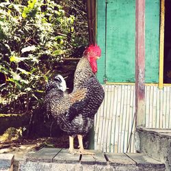 View of a bird on wood