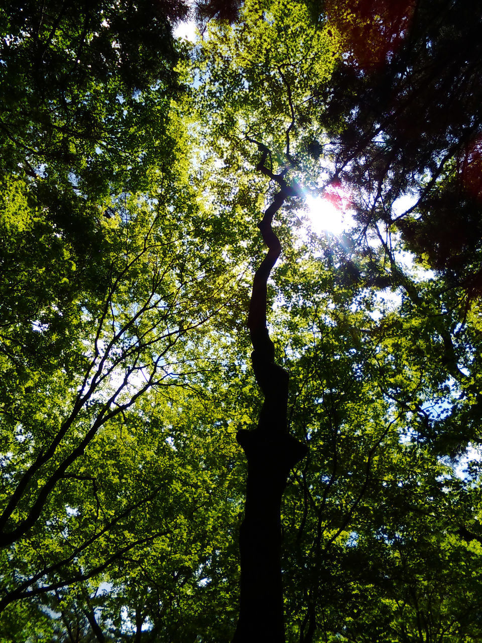 LOW ANGLE VIEW OF TREE AGAINST SKY