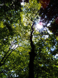 Low angle view of trees against sky