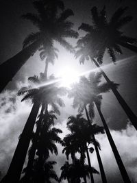 Low angle view of palm trees against sky