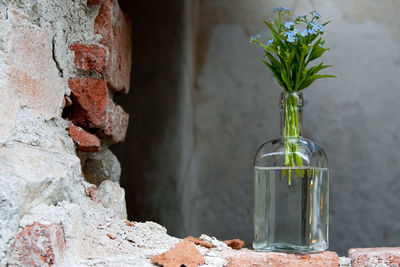 Close-up of flowers in vase