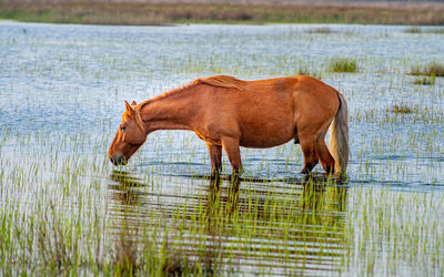 Horse standing on field