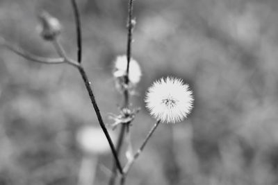 Close-up of flower against blurred background