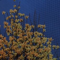 Close-up of plant against blue sky