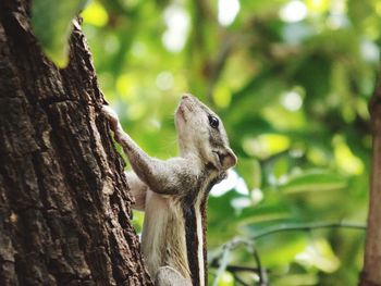 Close-up of squirrel on tree trunk