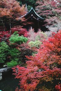 Red flowers growing on tree