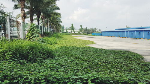 Trees and plants growing on field by road against sky