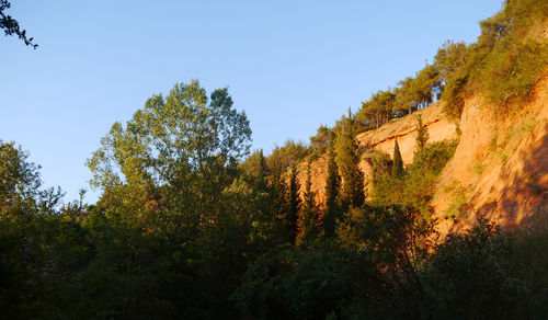 Trees in forest against clear sky