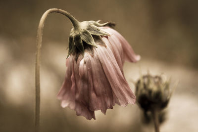 Close-up of flowers