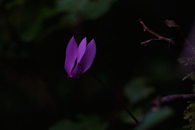 Close-up of pink flowering plant