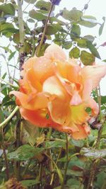Close-up of orange rose flower
