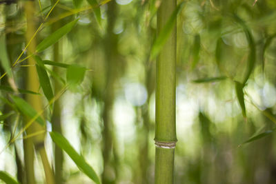 Close-up of bamboos growing in forest