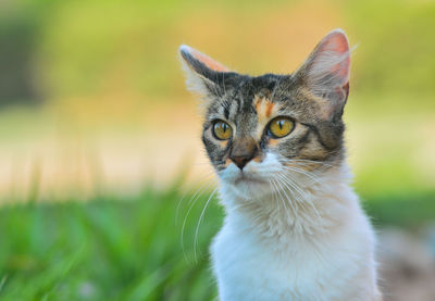 Close-up portrait of a cat on field