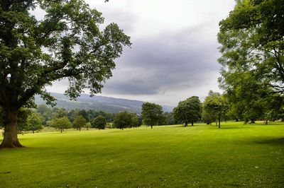 Trees on field against sky