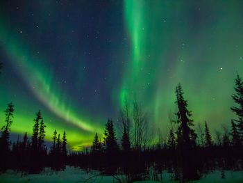 Trees against sky at night during winter