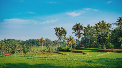 Scenic view of agricultural field against sky