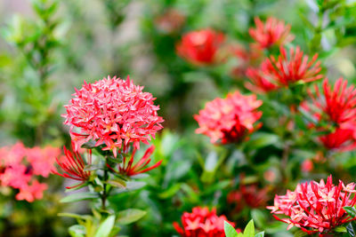 Close-up of red flowering plants