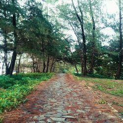 Footpath amidst trees against sky