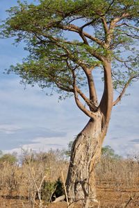 Tree on landscape against sky