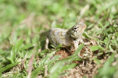 Close-up of a lizard on land