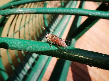 Close-up of insect on leaf