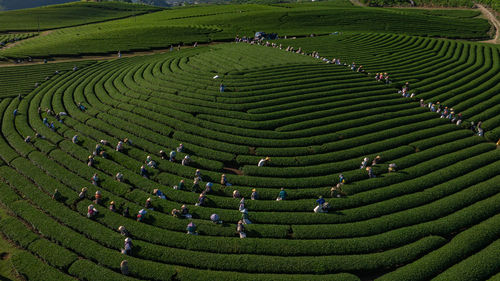 Tea harvest