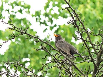 Low angle view of bird perching on tree