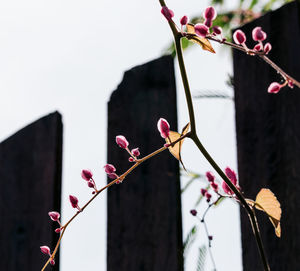 Low angle view of pink flowers on branch