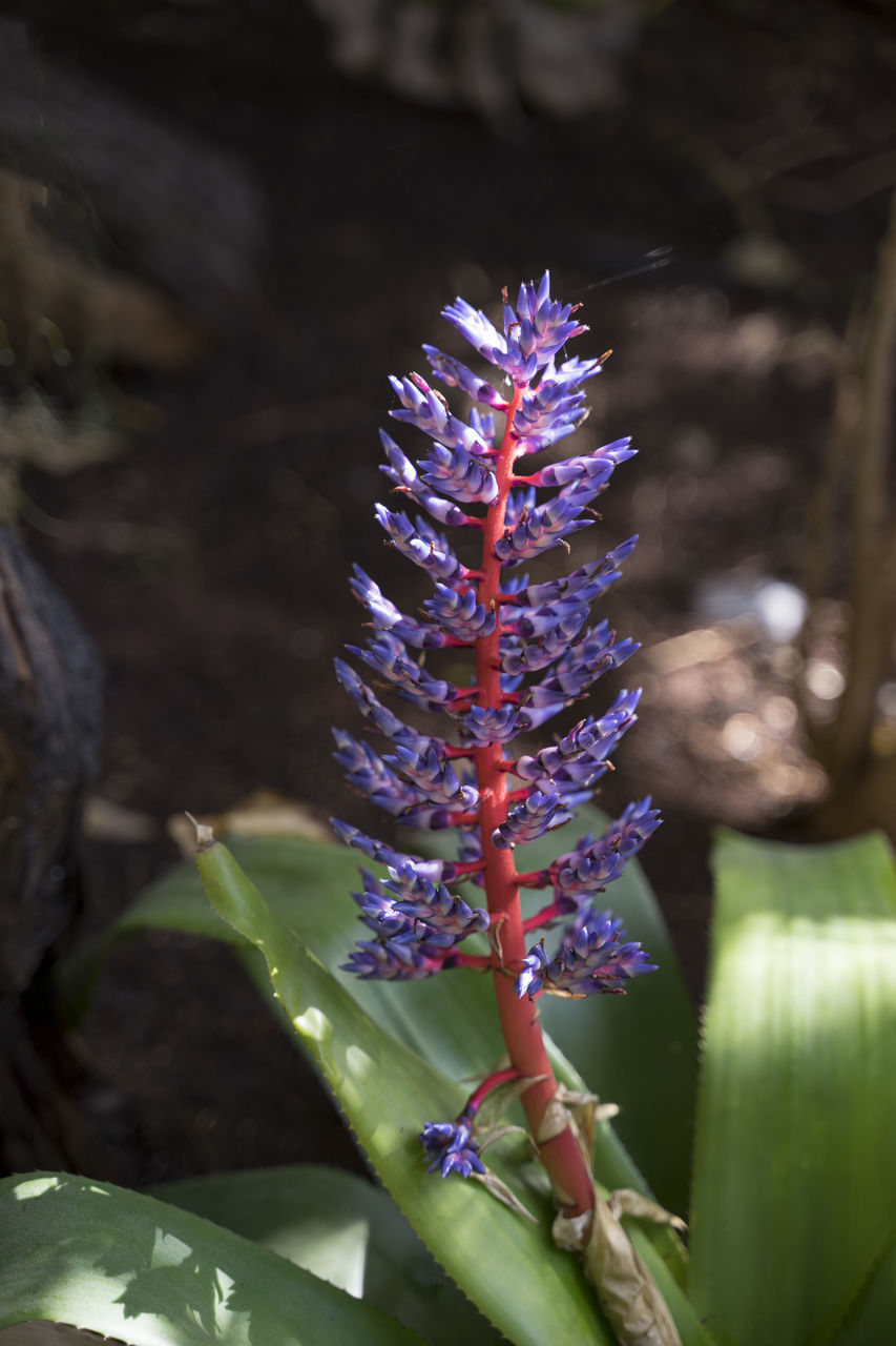 CLOSE-UP OF FLOWERING PLANT