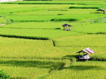 Scenic view of agricultural field