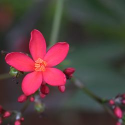 Close-up of pink flowers
