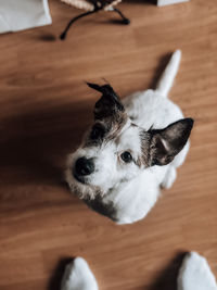 Close-up portrait of a dog on wooden floor