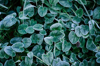 Green frosted leaves on a cold winter morning.