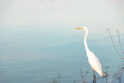 White heron on a lake