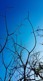 Low angle view of bare trees against clear blue sky