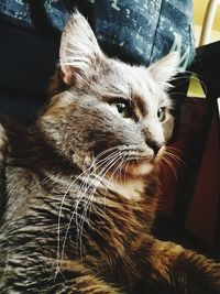 Close-up portrait of cat sitting