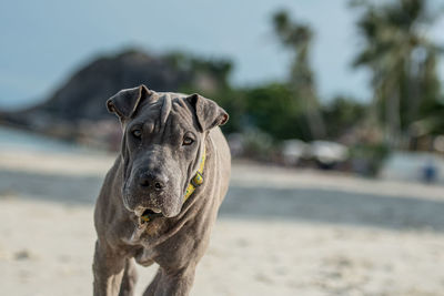 Portrait of horse on beach