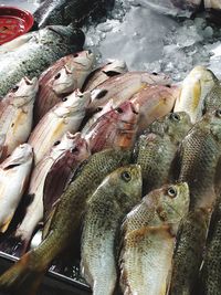 Close-up of fish for sale at market stall