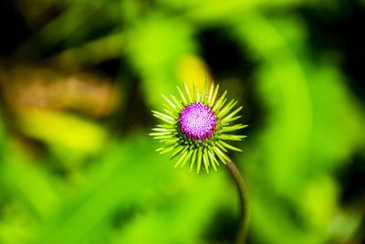 Close-up of purple flowering plant