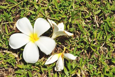 Close-up of frangipani blooming outdoors