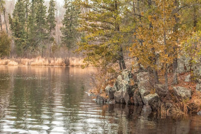 Scenic view of river in forest