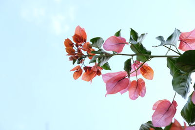 Low angle view of bougainvillea blooming against sky