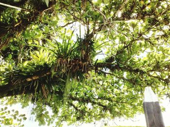 Low angle view of trees