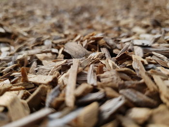 Close-up of dry leaves on wood