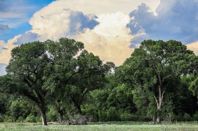 Trees on landscape against sky