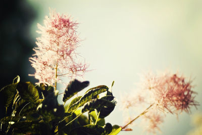 Low angle view of flower tree against sky